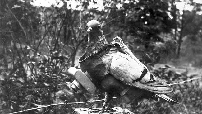 carrier_pidgeon